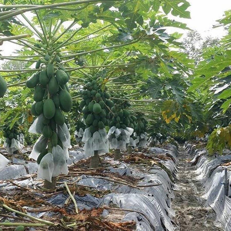 Cây giống Đu Đủ lùn ruột Đỏ THÁI LAN trồng chậu