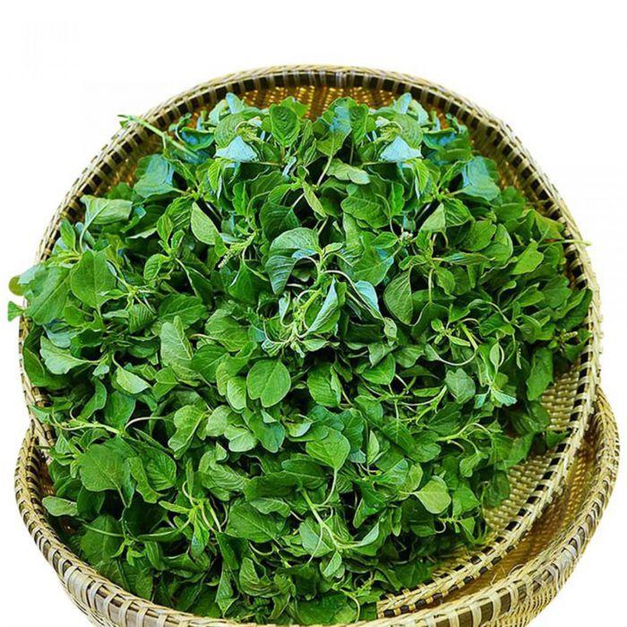 Hạt Giống Rau Dền Xanh Lá Tròn Cao Sản Dễ Trồng Năng Xuất Cao Gói 20G 5000 Hạt - Khu Vườn Ban Công