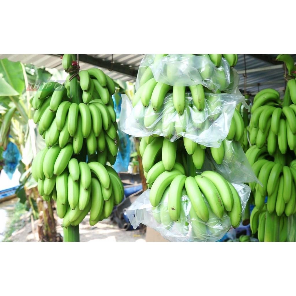 Cây giống chuối già lùn nam mỹ cấy mô f1