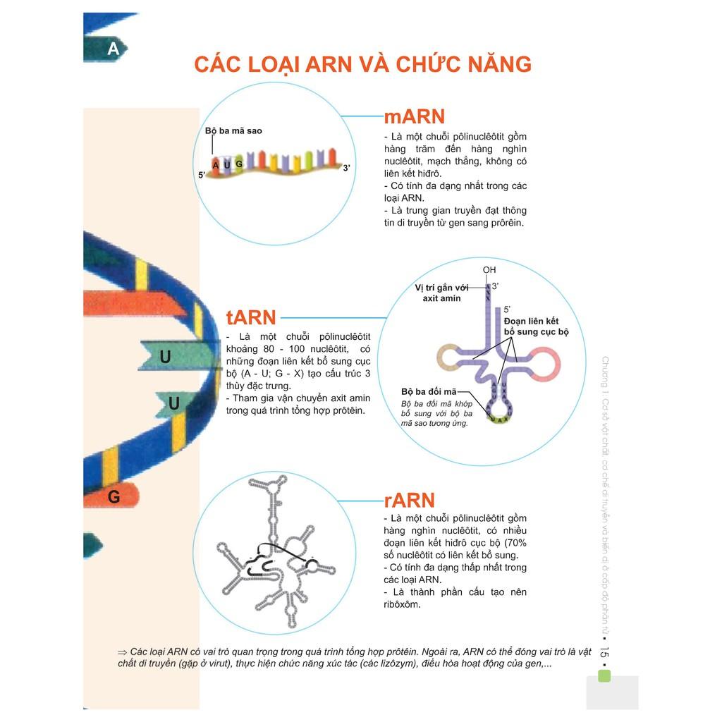 Sách - Combo Đột phá điểm cao thi THPT Quốc gia môn Sinh học