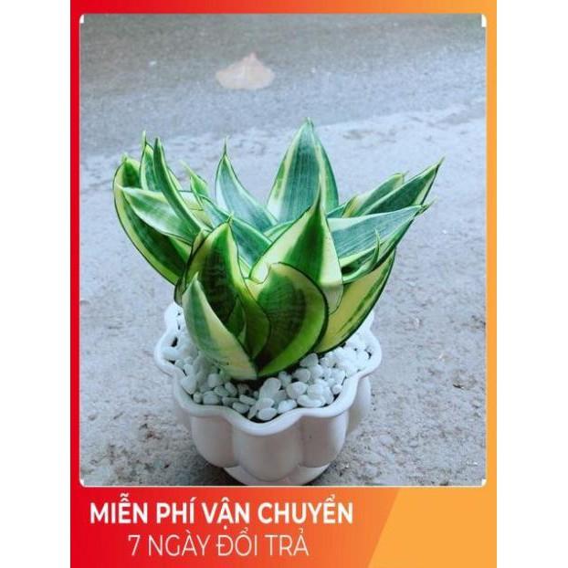 Chậu Lưỡi Hồ Thái Vàng