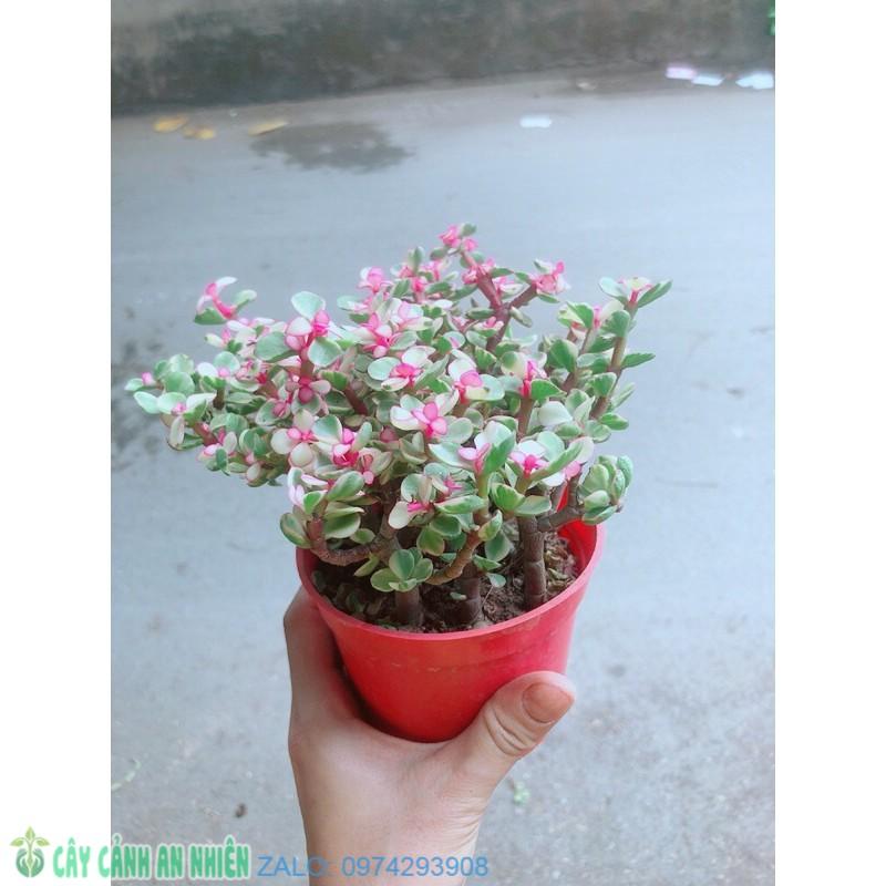 Cây Cành Vàng Lá Ngọc