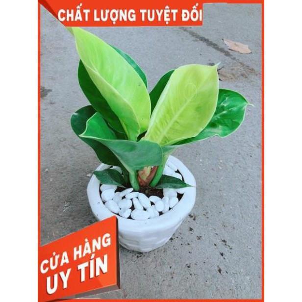 Chậu Cây Trầu Bà Đế Vương