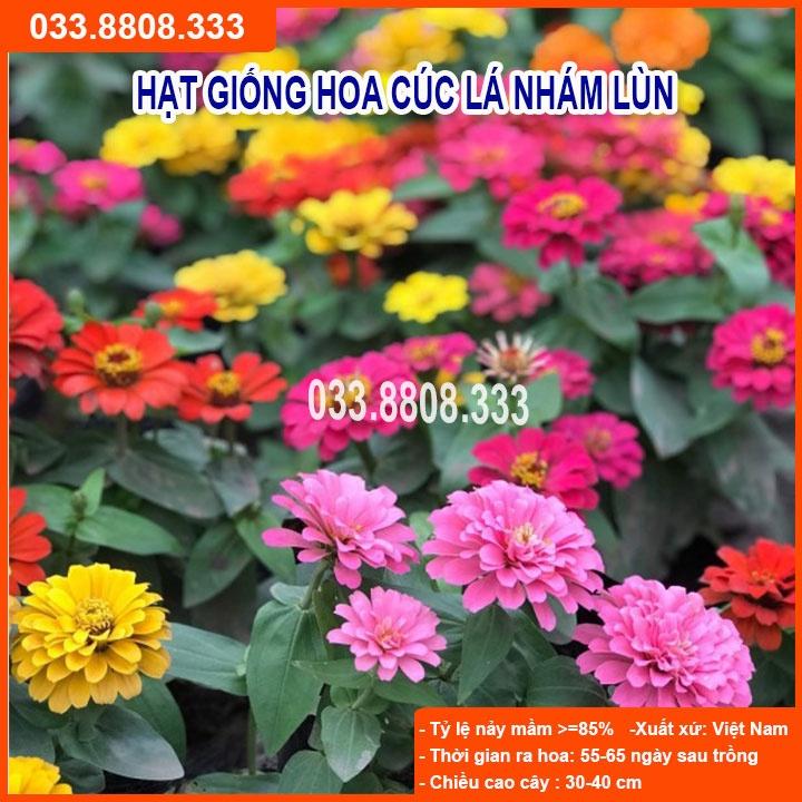 Hạt Giống Hoa Cúc Lá Nhám Lùn-Hoa Đẹp Nhiều Màu