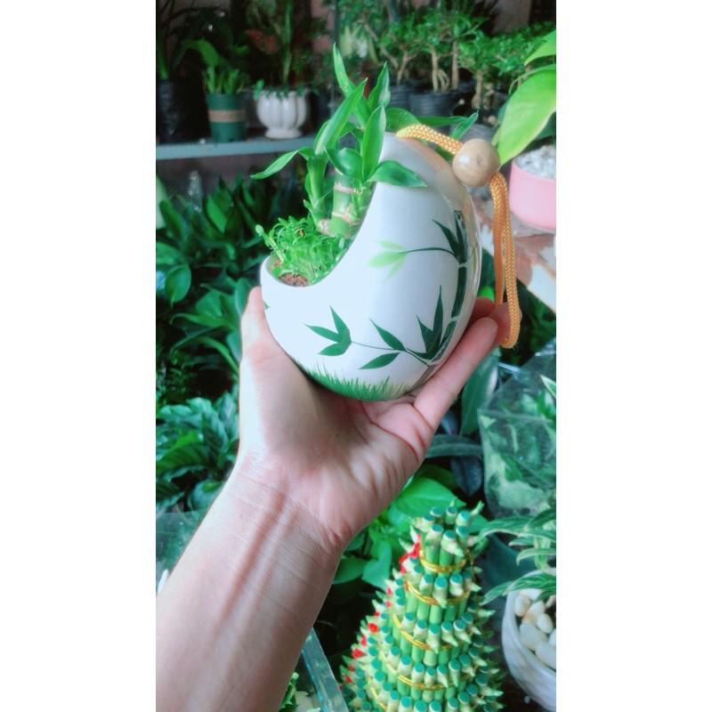 Chậu Cây Tài Lộc