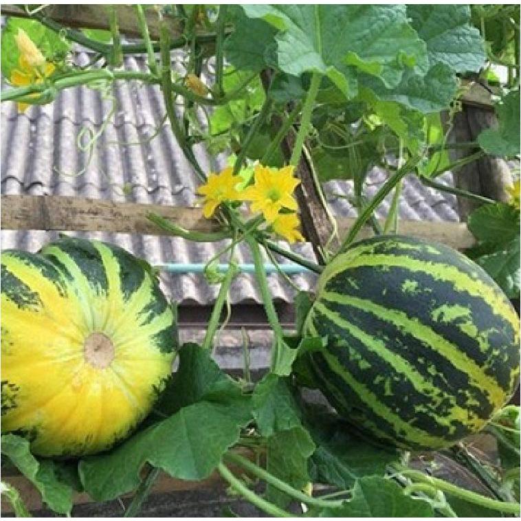 Hạt Giống Dưa Bở Thơm dể trồng f1-gói 20 hạt/tặng kèm gói phân bón lót