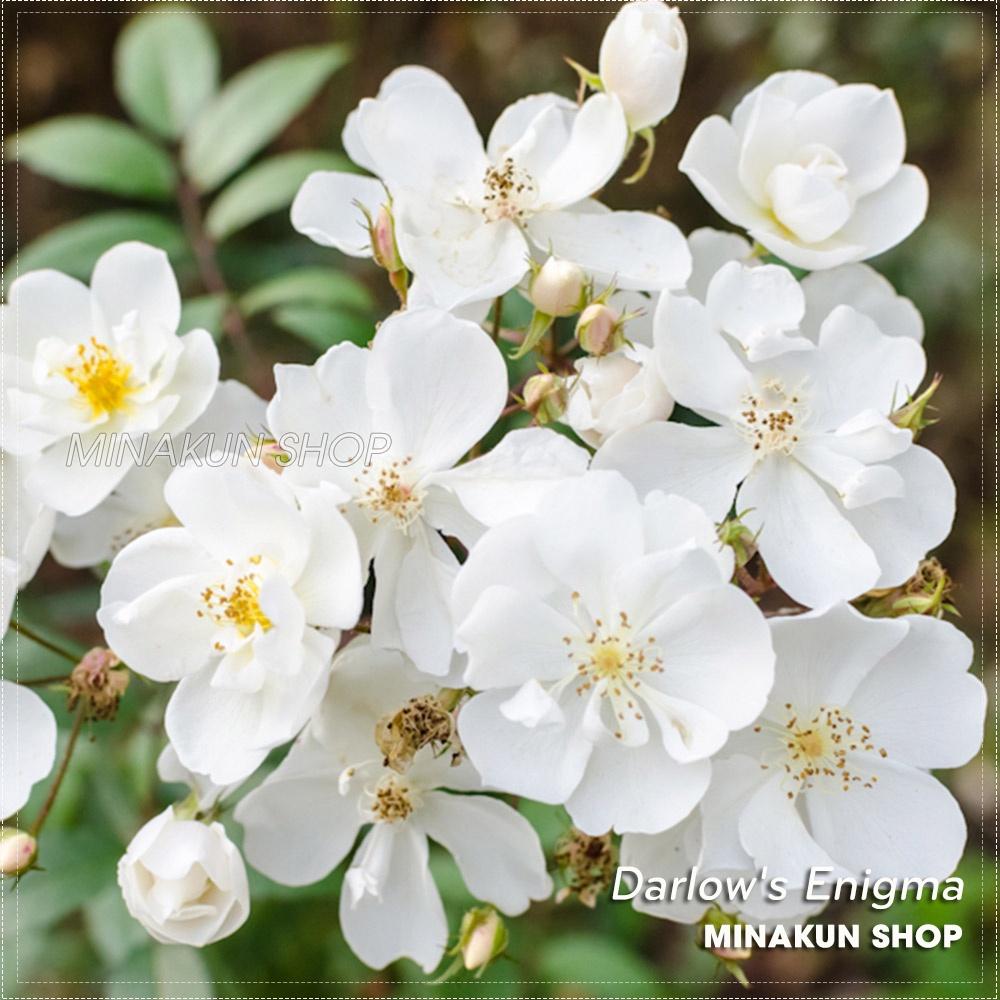 Hoa hồng ngoại Darlow's Enigma Rose trắng chùm tinh khôi