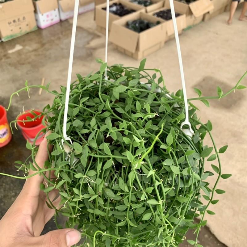 Cây lan hạt dưa trồng chậu treo dài 30-35cm, chậu cây cực dày và xum xuê lá, cây treo tường và trồng trang trí sân vườn