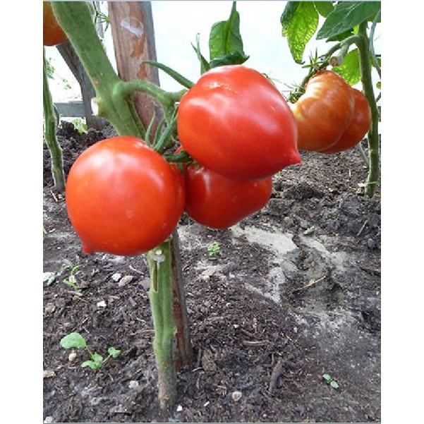 Hạt giống cà chua hình trái tim đỏ dể trồng-gói 20 hạt-tặng kèm gói phân bón