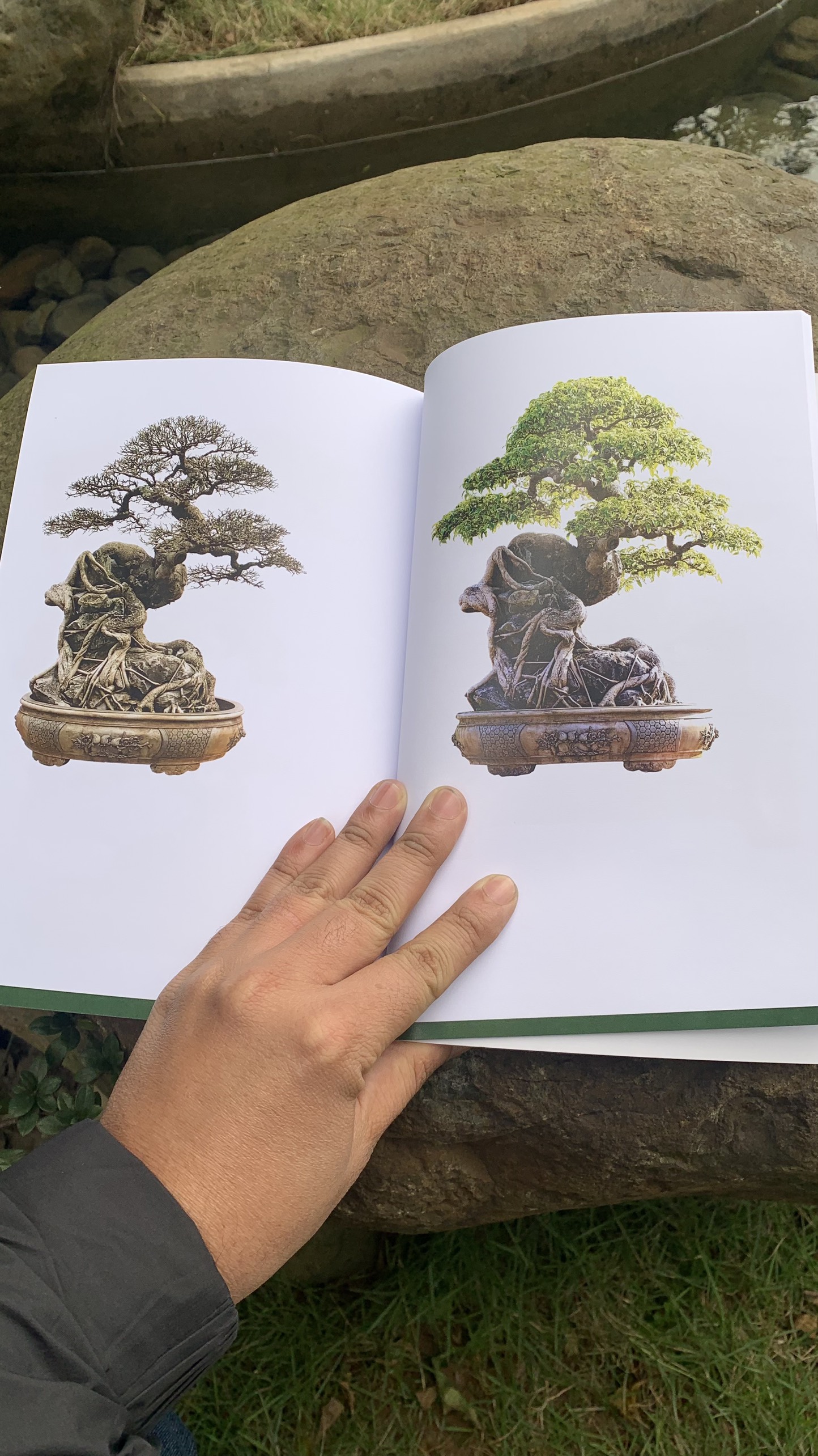 LÀM CHỦ TƯ DUY ĐỊNH HÌNH TÁC PHẨM BONSAI ( Nghệ nhân Nam Lê)