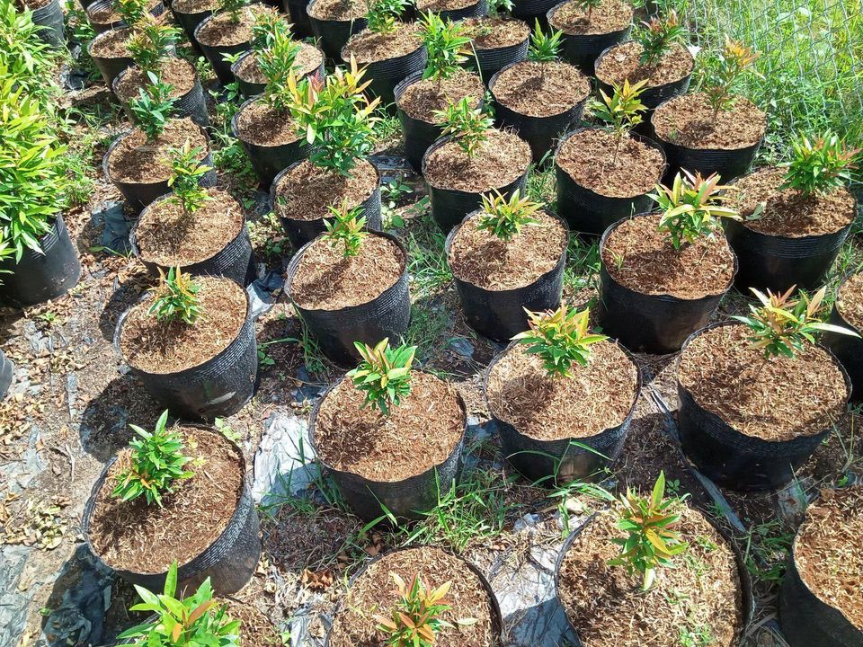 Bầu ươm cây 26x21a 1kg 50 bầu