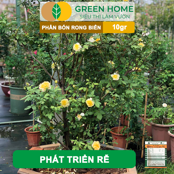 Phân Bón Lá Rong Biển GreenHome, Seaweed, Gói 10gr, Hữu Cơ, Ra Hoa, Đậu Trái, Chắc Hạt, Tăng Khả Năng Ra Đọt, Tốt Rễ