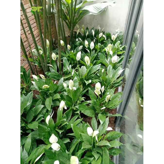 Chậu hoa lan ý nhiều thân, xum đẹp