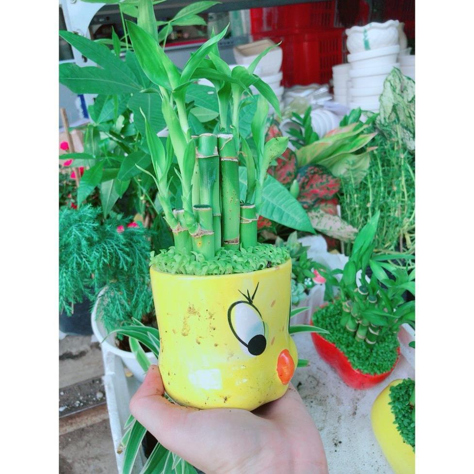 Chậu chúc phát tài mini