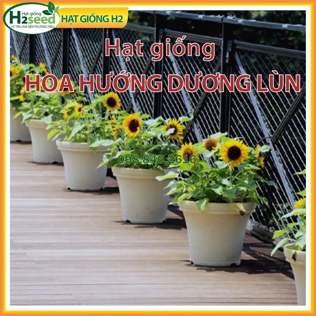 Gói 30 Hạt giống hoa hướng dương lùn hoa đơn F1 nở hoa đều