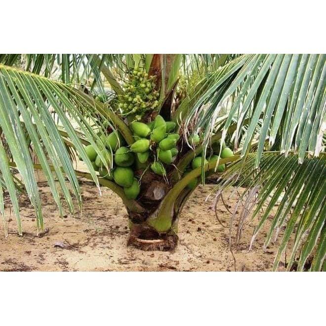 Cây giống dừa xiêm lùn