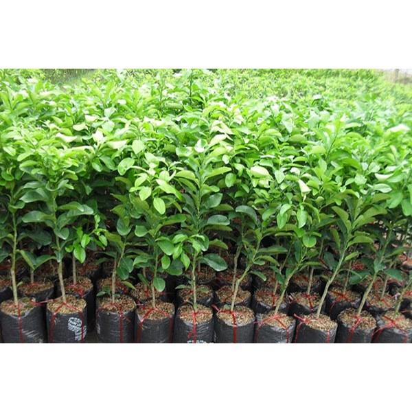 Cây giống bưởi đoan hùng