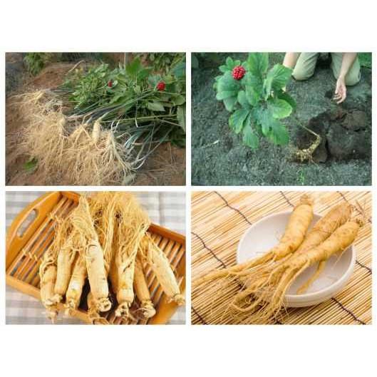 Hạt giống Nhân Sâm Hàn Quốc chuẩn loại 1, từ 15 đến 20 hạt tỷ lệ nảy mầm cao Ginseng seeds hạt Sâm Cao Ly