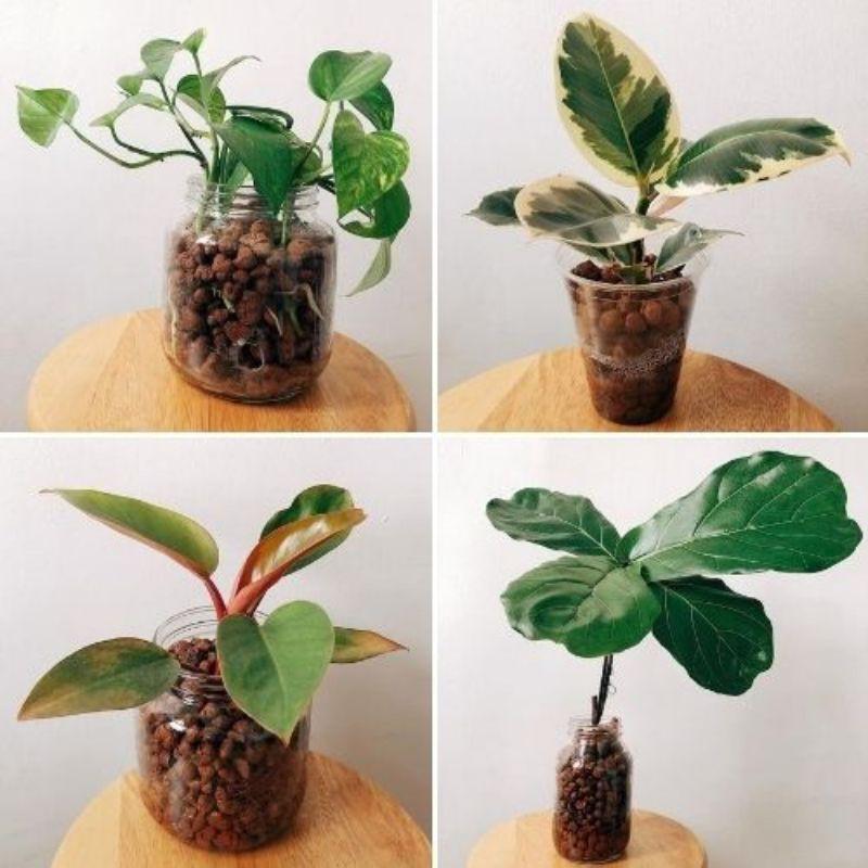1kg Viên đất nung, đất sét nung, sỏi nhẹ SFARM, chuyên lót đáy chậu trồng cây, rải bề mặt chậu giúp thoáng đất