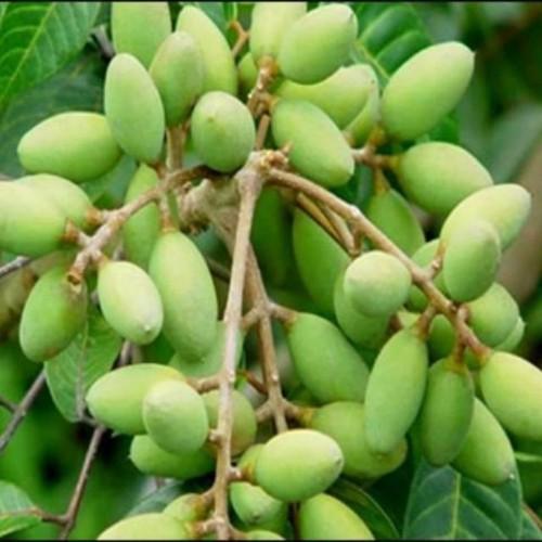 CÂY GIỐNG CÂY TRÁM XANH CAO SẢN, CAM KẾT GIỐNG CHUẨN F1