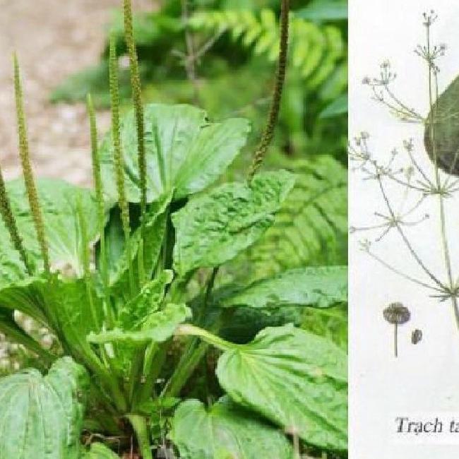Hạt giống cây trạch tả,hạt giống chuẩn f1 -1 gói 2 gram