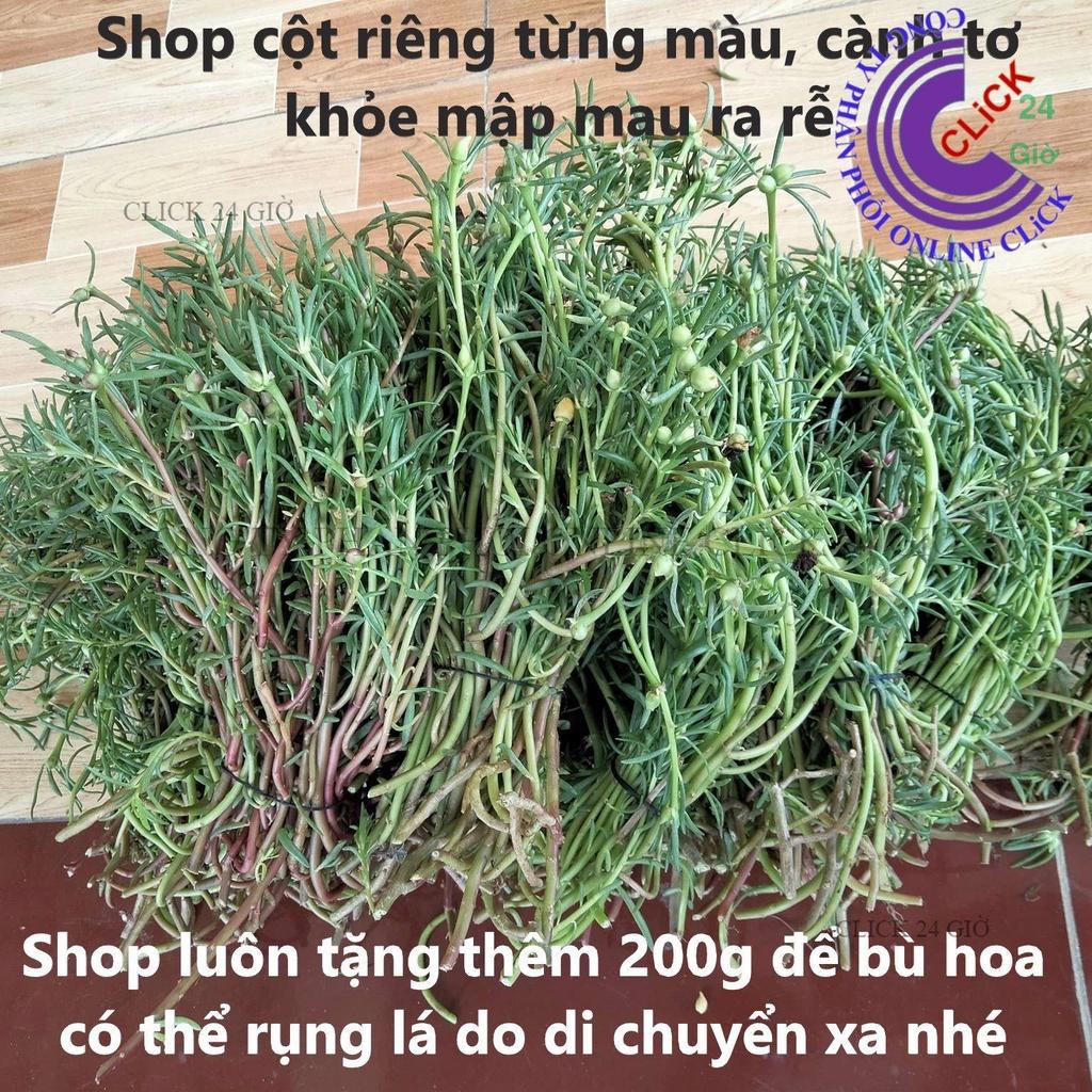 1 Ký Cành Giống Hoa Mười Giờ KEM TIỂU THƯ - Hoa Mười Giờ Thái Kép Cành Tơ Siêu Khỏe Sai Nụ Nhiều Hoa