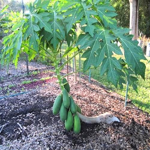 Hạt giống Đu Đủ Lùn Vĩnh Lộc gói 5 hạt - Ruột đỏ sai trái