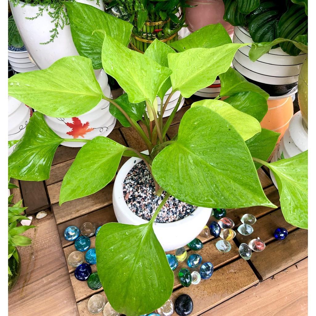 Chậu sứ cây Thanh Tâm vàng để bàn