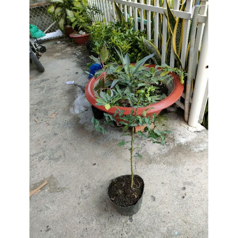 Combo1kg phân dơi và 1 cây rất thích hợp cho nhà vườn