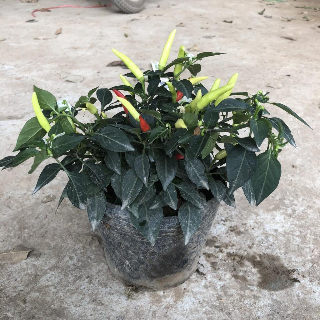 Cây ớt ngũ sắc, chiều cao 15-20cm sai quả to đẹp dễ chăm sóc sức chống chịu tốt thích hợp trang trí sân vườn, rau gia vị