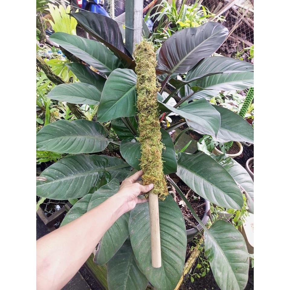 Trụ sơ Rêu 130cm,k.mãi nẹp giữ cây. Đã giặt rêu+khử trùng, thích hợp trồng cây dây leo