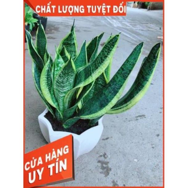 Chậu Lưỡi Hổ Size Lớn