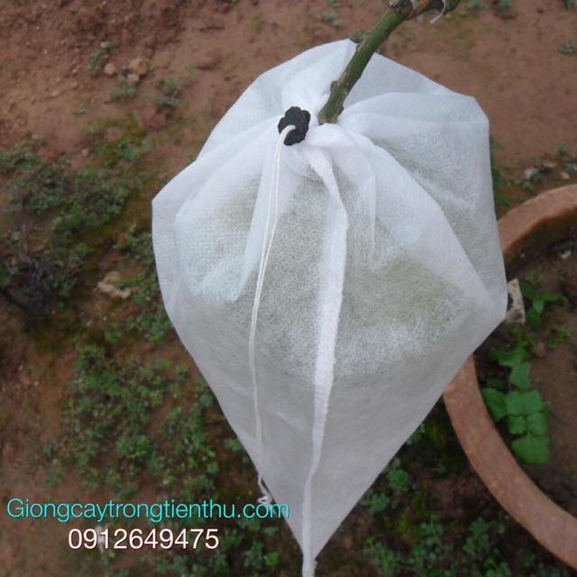 TÚI BAO TRÁI BƯỞI-DƯA-THANH LONG 100 cái