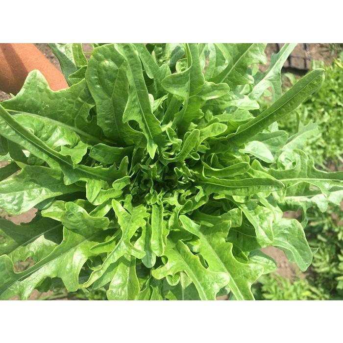 Hạt giống rau xà lách sồi xanh OAKLEAF KNS3109 - Gói 2gram