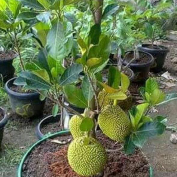 CÂY GIỐNG MÍT THÁI SIÊU SỚM SIÊU NGỌT.CAM KẾT GIỐNG CHUẨN, BẢO HÀNH CHUẨN F1