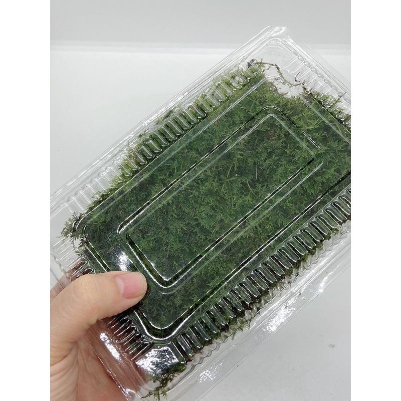 Các loại Rêu xanh trắc bá, rêu xạ hương, rêu cỏ, wepping, đầu trắng, cỏ mây setup bể bán cạn, bể terrarium, tiểu cảnh