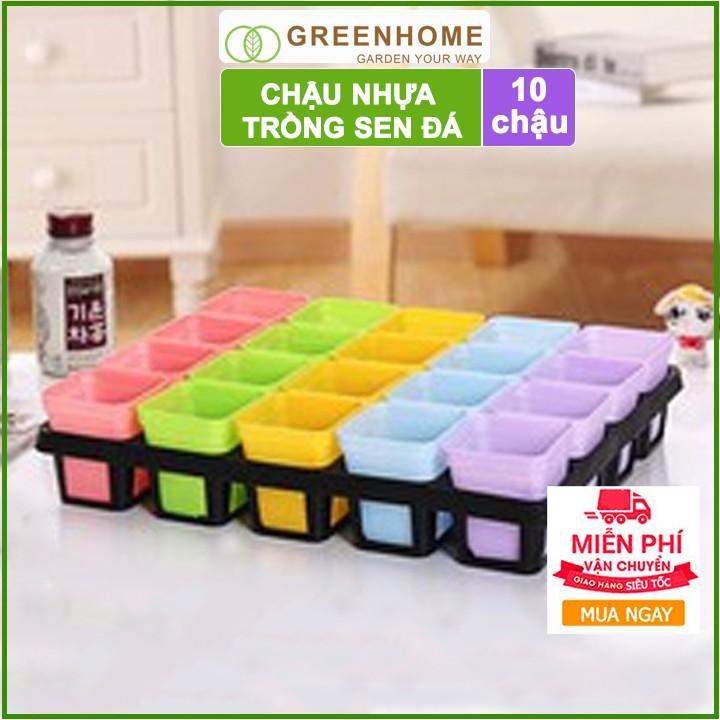 Bộ 10 Chậu nhựa trồng sen đá ,xương rồng, 7x7cm, màu sắc hiện đại