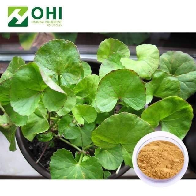 HẠT GIỐNG RAU MÁ PN - GÓI 1 GRAM