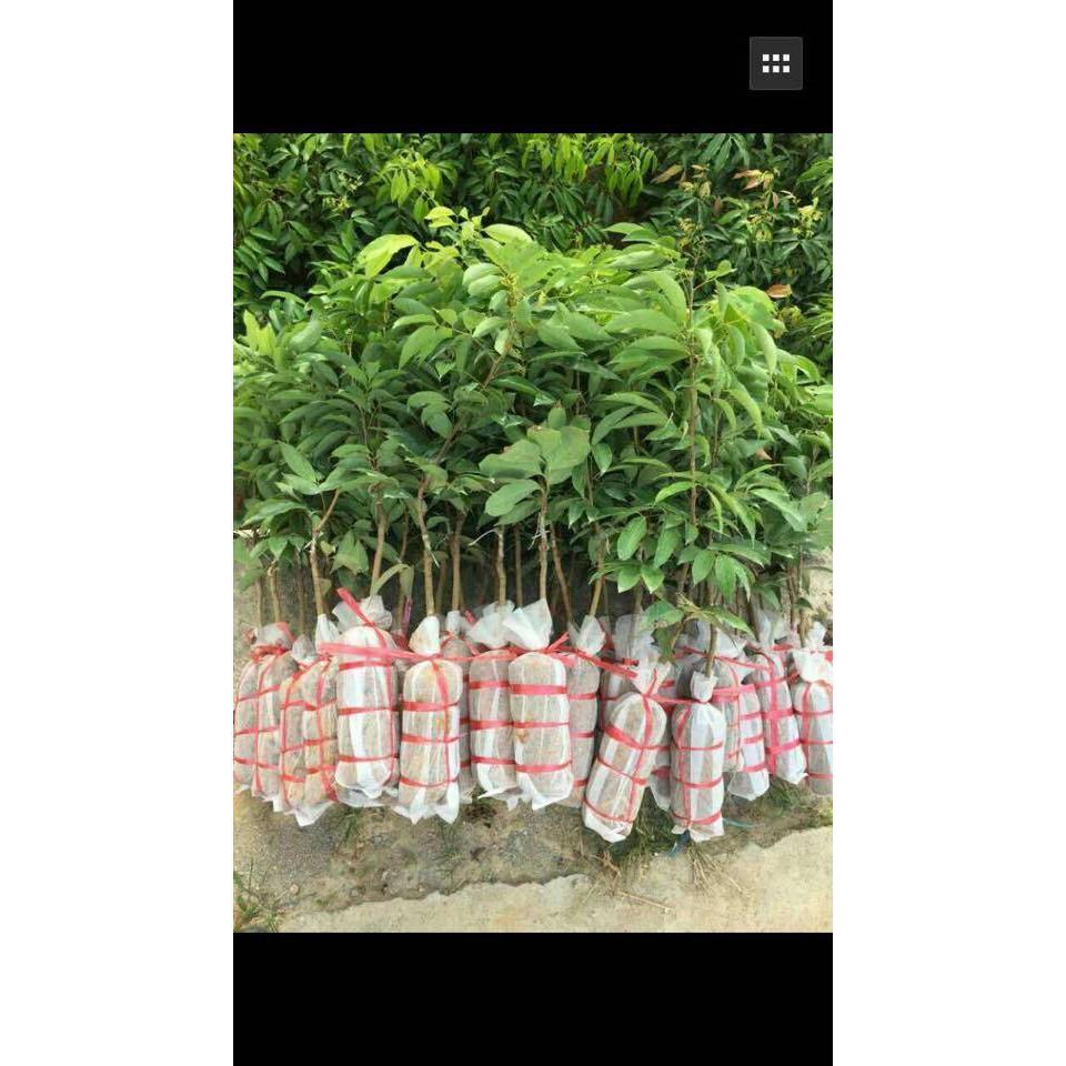 GIỐNG CÂY VẢI KHÔNG HẠT