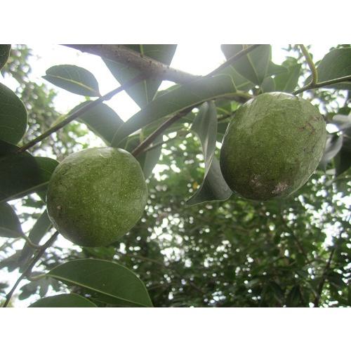 Hạt Giống Bình Bát Cây - Bình Bát Vàng KNS3718 - 1 gói 10 hạt