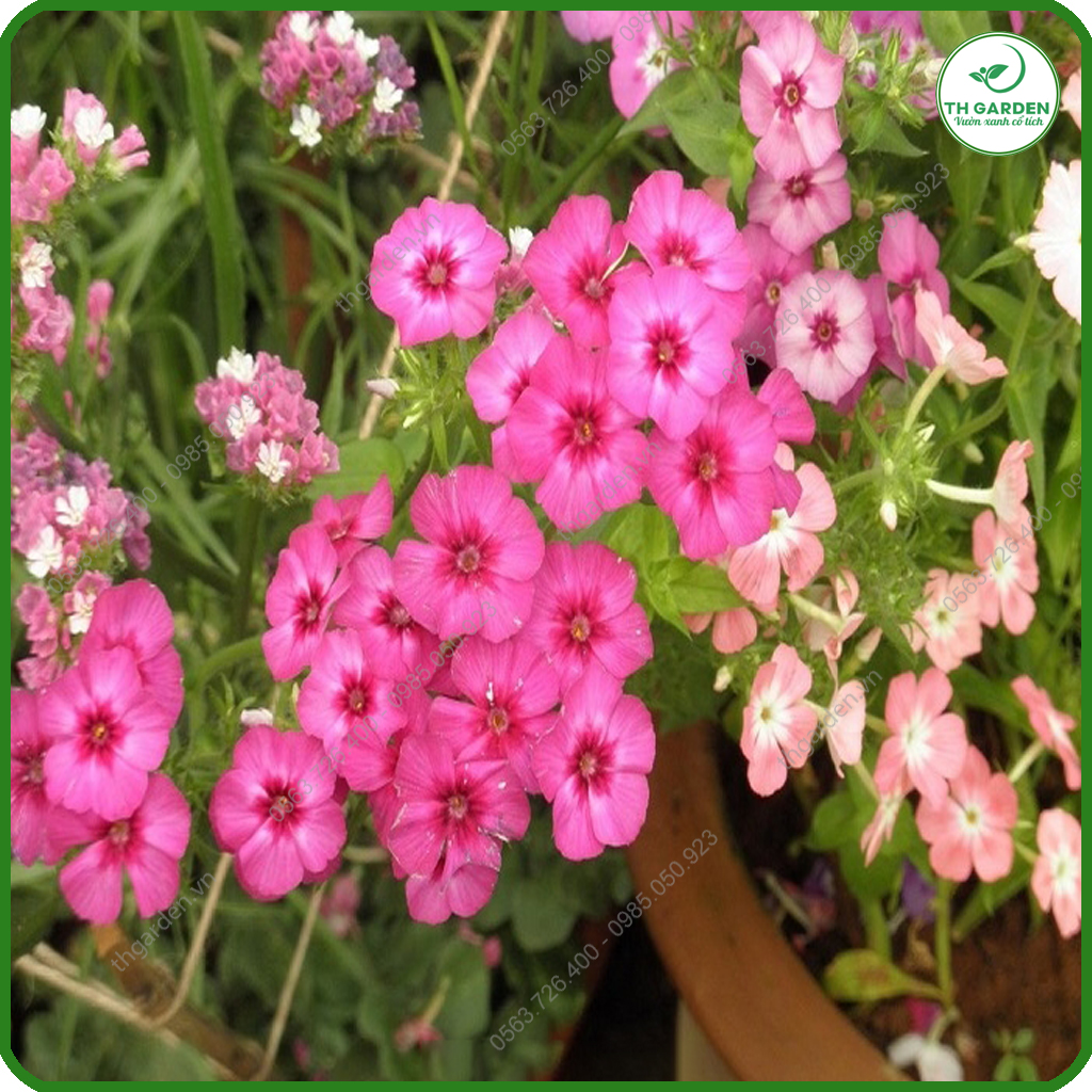 Hạt Giống Hoa Thanh Trúc Mix Nhiều Màu TH Garden - Siêu Đẹp Tuổi Thọ Cao, Hạt Giống Dễ Trồng Dễ Chăm Sóc, Hoa Thơm, Bền Màu, Lâu Tàn