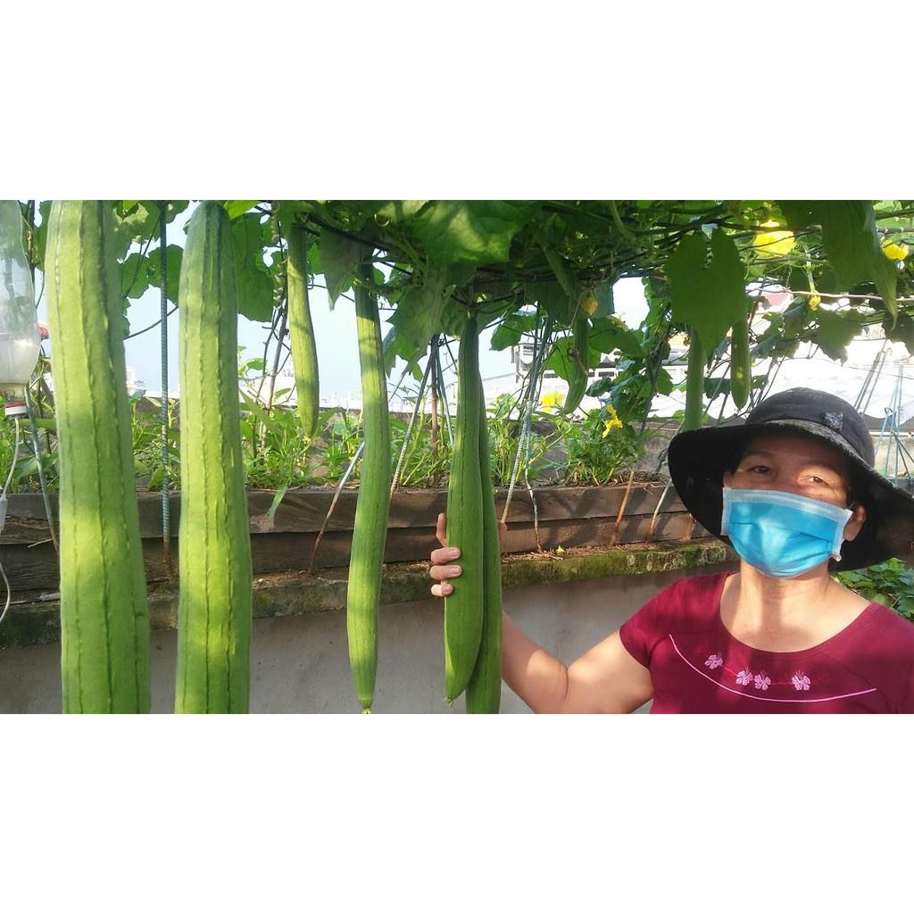 Hạt Giống Mướp Hương Việt Nam F1 Dễ Trồng Qủa Thơm Quy Cách 10 - 1 Hạt - Khu Vườn Ban Công