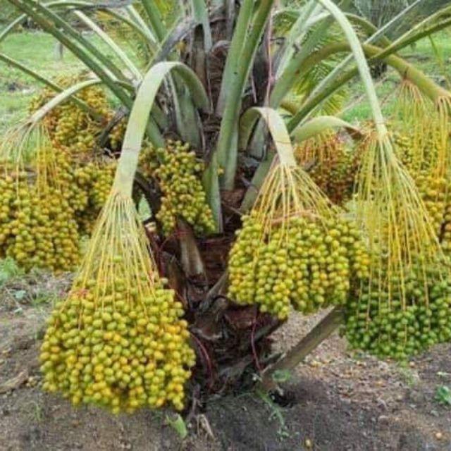 Cây giống chà là lùn trung đông - cây giống nhập khẩu israel, quả vàng