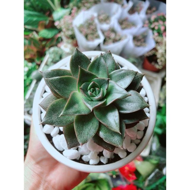 Chậu Sen Đá Nâu