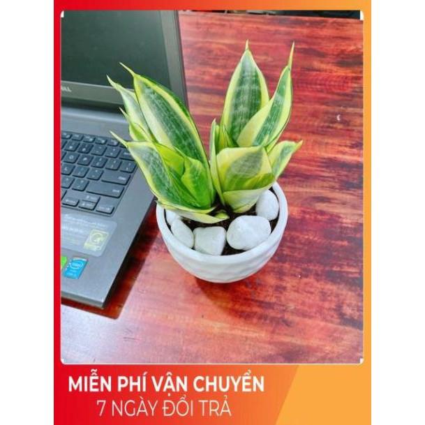 Chậu Lưỡi Hổ Thái Vàng