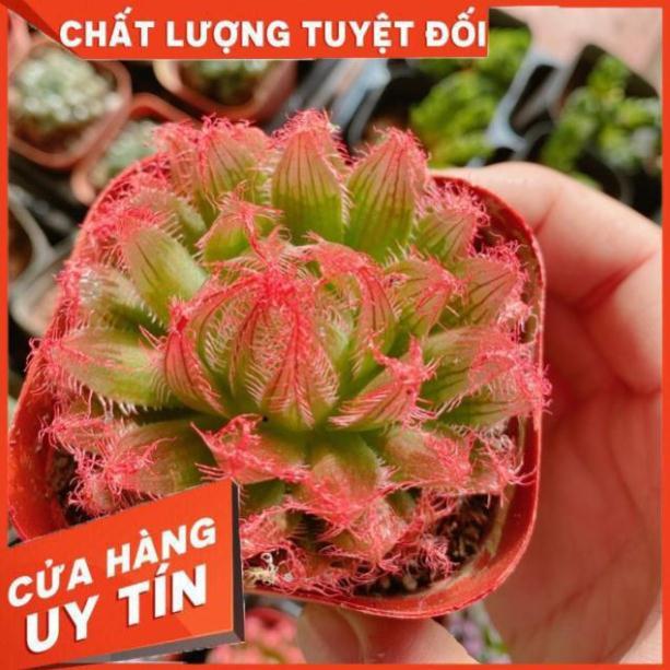 Sen đá ngọc nhiều màu