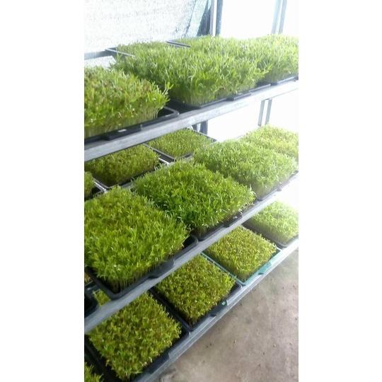 1kg Hạt Giống Rau Mầm Củ Cải Trắng Đà Lạt