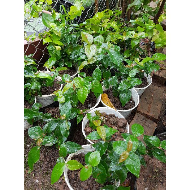 Cây cherry lùn chuẩn giống - Đơn hàng thanh toán trước tặng 1 lọ siêu kích rễ