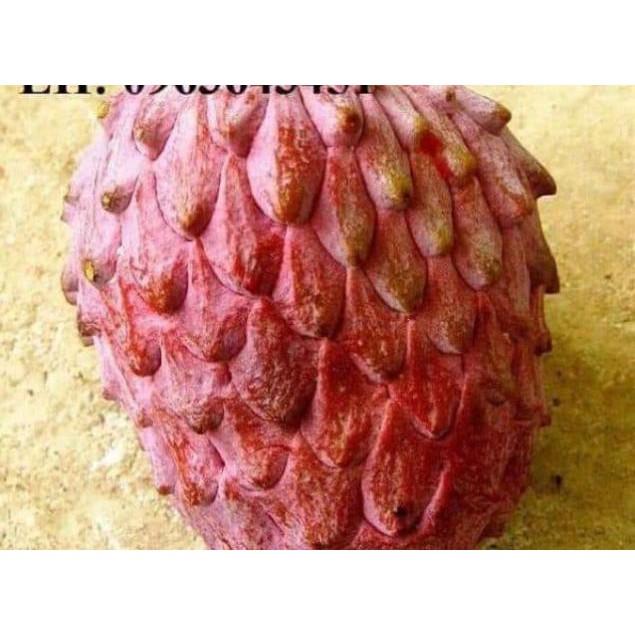 Sản phẩm CÂY GIỐNG NA ĐỎ CAO SẢN