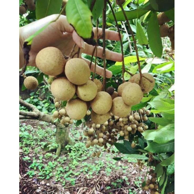 Giống nhãn hưng yên